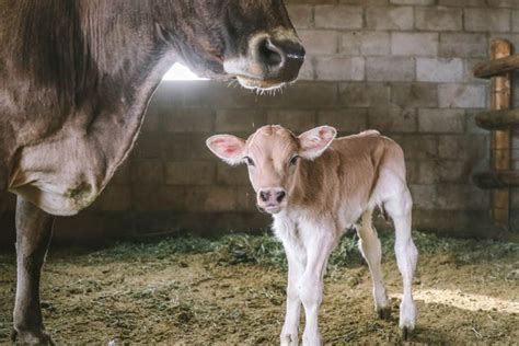 Did you know that a cow's sense of smell is superior to other animals? Caring for a Cow and Her Calf After Delivery • The Prairie ...