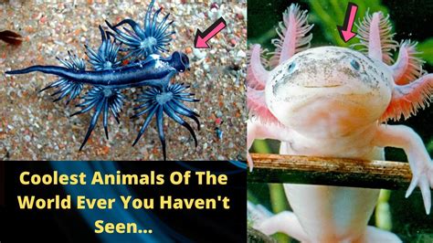 Coolest Animals Of The World Ever You Havent Seen Youtube