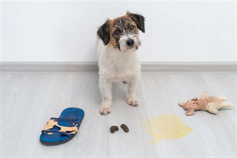 Orange Dog Poop Causes Meaning And Treatments Animal Buzz