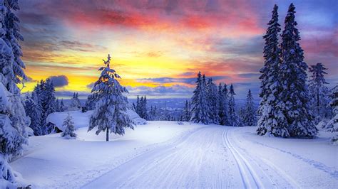 Norway Winter Forest Snow Trees Picture Photo Desktop Wallpaper