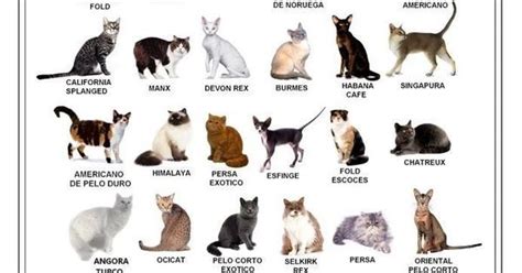 12 Infográficos Prácticos Que Todo Amante De Los Gatos Necesita Gatos