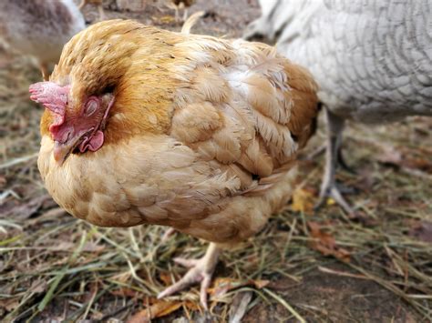 How To Beat Coccidiosis Keep A Healthy Flock A Farm Girl In The Making