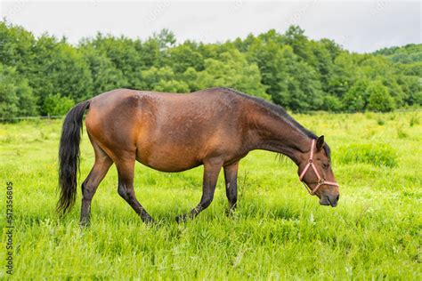 Mountain Horse Grazes Grass On Green Meadow On Cloudy Summer Day Stock