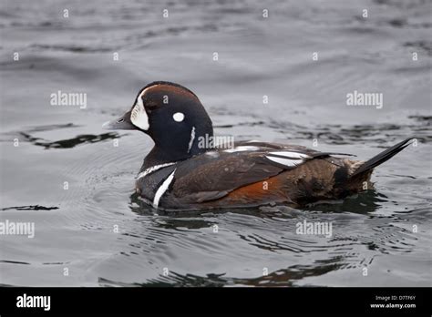 Harlequin Duck Histrionicus Histrionicus Histrionicus Male In