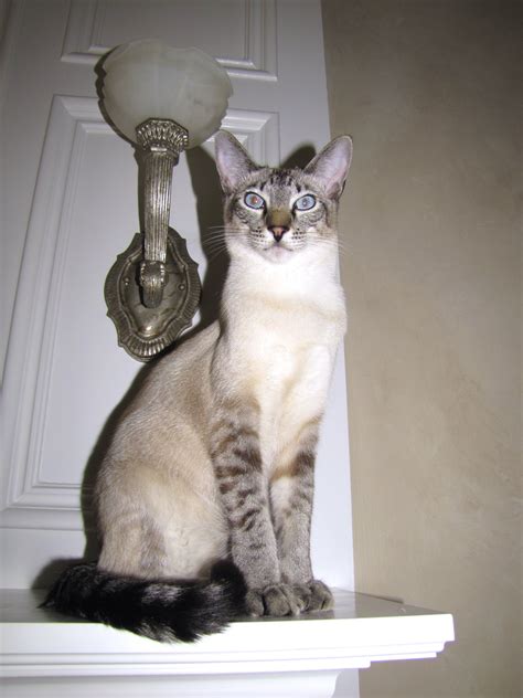 Another important factor that can only be properly learnt prior to leaving the queen is socialisation with other cats, in this case, their own littermates. When Can Kitten Leave Its Mum