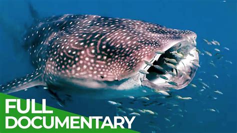 Whale Sharks Gentle Giants Blue Realm Free Documentary Nature