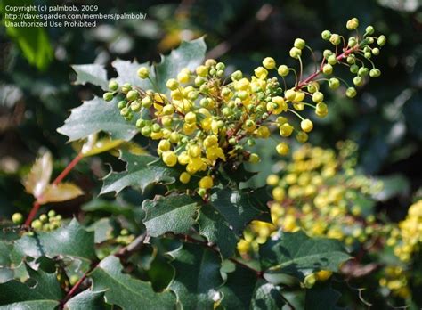 PlantFiles Pictures: Creeping Barberry, Creeping ...