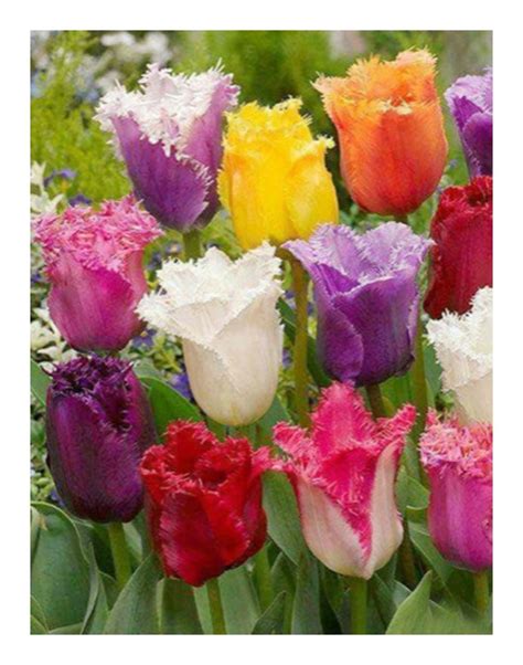 Tulipes Dentelles en mélange lot de 20 bulbes Tulipes Originales