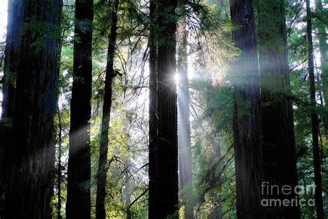 Crepuscular Rays Of Light Pierce The Redwood Forest Armstrong W