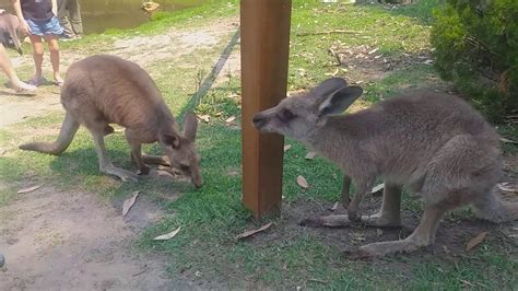 Feeding Kangaroos At Currumbin Wildlife Sanctuary Youtube