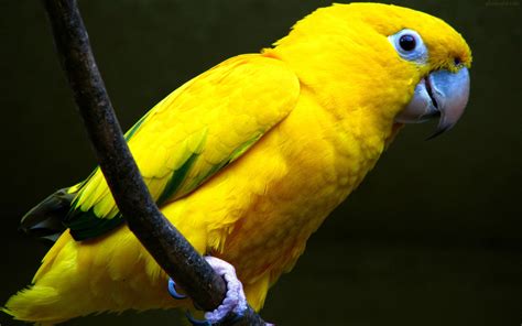 عکس طوطی زرد Yellow Parrot