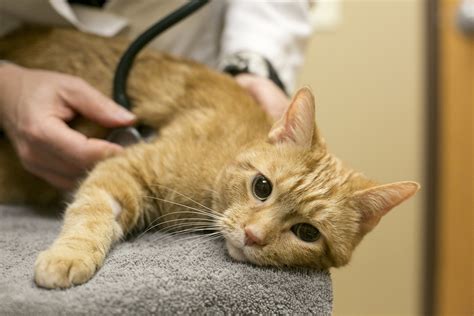 Keep Calmbut Know About Feline Heart Disease Cat Care