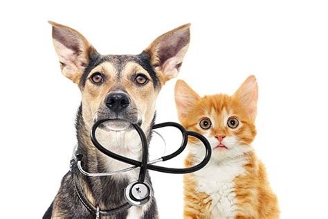 Dog & cat veterinary clinic, fresno, ca. Veterinary Science| Animal Science | Projects | 4-H | UW ...