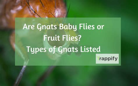 Are Gnats Fruit Flies Or Baby Flies Types Of Gnat Listed Trappify