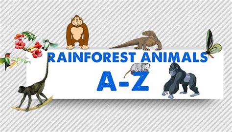 Rainforest Animals List A-Z - General Knowledge | Mocomi Kids