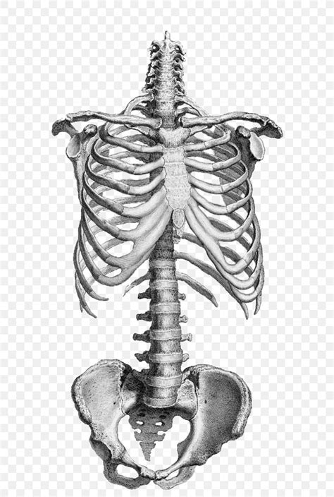 Anatomy Drawing Human Skeleton Vertebral Column Bone Png 655x1219px