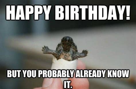 Funnybirthday Happy Birthday Dad Meme Birthday Meme Dog Turtle