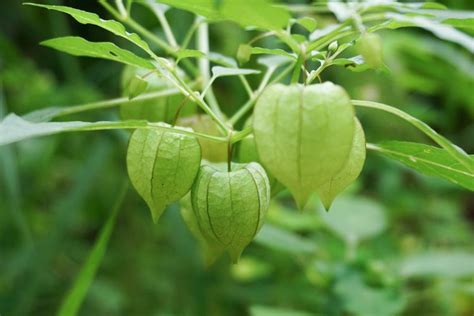 6 Manfaat Kesehatan Buah Ciplukan Tanaman Sawah Yang Rambah