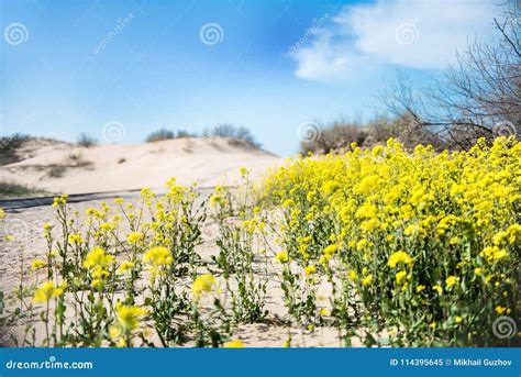 Yellow Flowers Are Found Near The Sandy Beach Stock Image Image Of