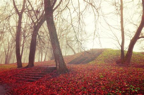 Autumn Landscape Foggy Autumn Park Alley With Bare Autumn Trees And