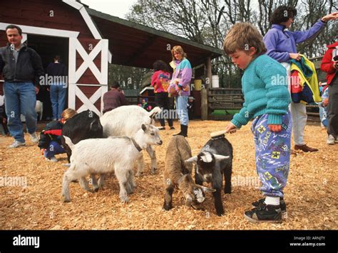 Young Boy Petting A Goat In The Petting Zoo In Beacon Hill Park