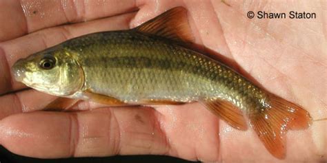Ontario Freshwater Fishes Life History Database Species Detail
