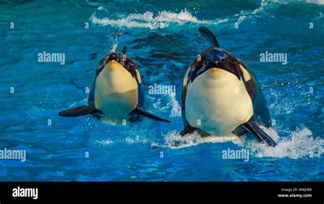 Two Killer Whales Orca Swim Through Water Stock Photo Alamy