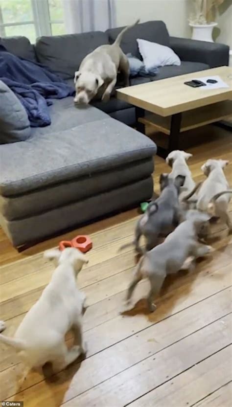 Bulldog Puppies Struggle To Keep Up As Their Mother Koda Teaches Them