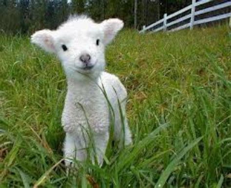 Beautiful Little Lamb Cute Animals Cute Baby Animals Animals
