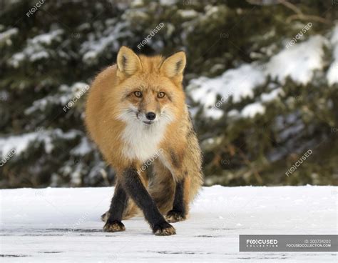 Adult Red Fox Hunting In Snowy Forest — Selective Focus Winter