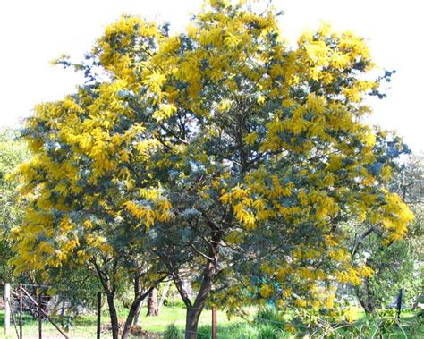 Buy online acacia baileyana 25 seeds from hobbyseeds. GardensOnline: Acacia baileyana Purpurea (Cootamundra ...