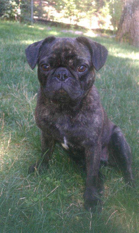 Are Brindle Pugs Rare. Pug Terriers - The Different