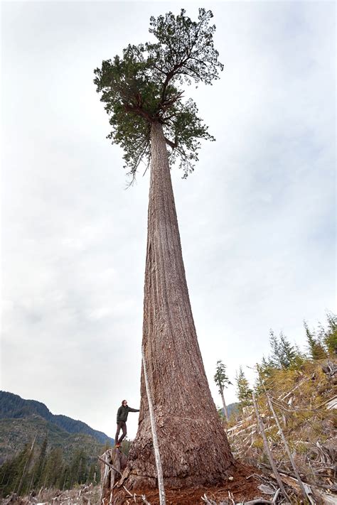 Canada's second largest Douglas fir tree may have been found near Port ...
