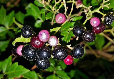 Gambar Cabang Menanam Berry Makanan Menghasilkan Blueberry