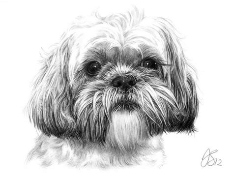 Shih tzu coloring book for adults: Dog pencil drawing, Dog portraits, Animal drawings