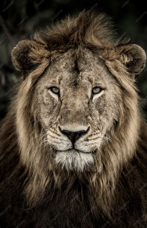 Premium Photo Close Up Of A Male Lion In Serengeti National Park