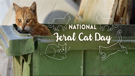 National Feral Cat Day Quotes Wishes And Messages