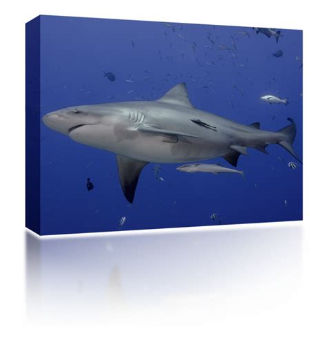 Great White Shark Transparent Png Download 2712300 Vippng