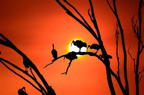 Ibis Sunset 2 By Kvlion Photos On 500px Sunset Sunrise Sunset