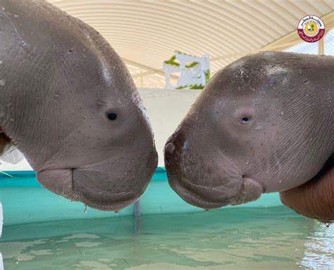 Baby Dugong Rescued In Qatar Named Oscar By Ministry The Peninsula