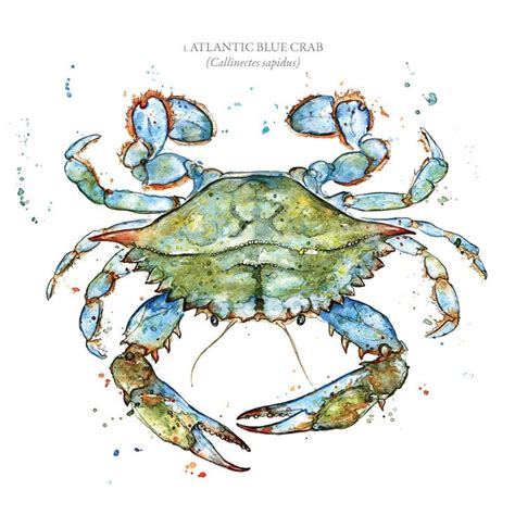 Sealifecrustacean Series Atlantic Blue Crab Blue Crab Watercolor