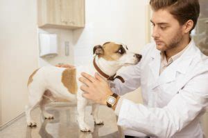 I am excited to face the challenges of implementing emergency medical practice in such a dynamic environment. Signs That Your Family Pet May Need a Trip to the ...