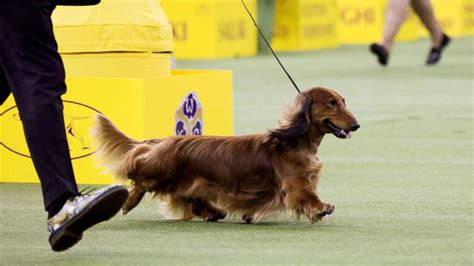 4 Beautiful Breeds Win Groups Advance To Vie For Best In Show Title At