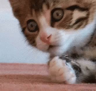 Gato Gatito GIF Gato Gatito Cachorro GIFs Say More With Tenor