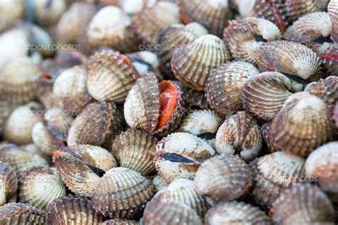 Sea Shells Clams — Stock Photo © Netfalls 21989905