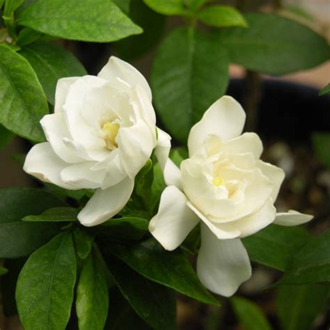 25 Qt Gardenia August Beauty Flowering Shrub With White Blooms Hd7124