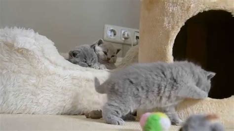 british shorthair cats youtube