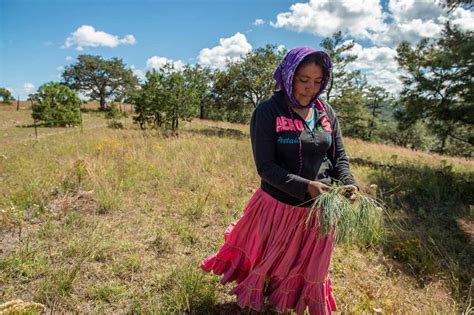 Indígenas Rarámuri Ganan El Control Y Liderazgo Del Ejido Norogachi