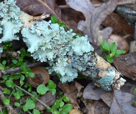 Lichens On Forest Floorlichensymbioticcyanobacteriafungi Free