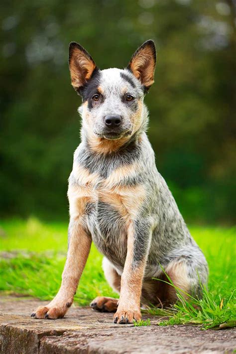 55 Droll Dog Breeds Of Australia Photo Hd Ukbleumoonproductions